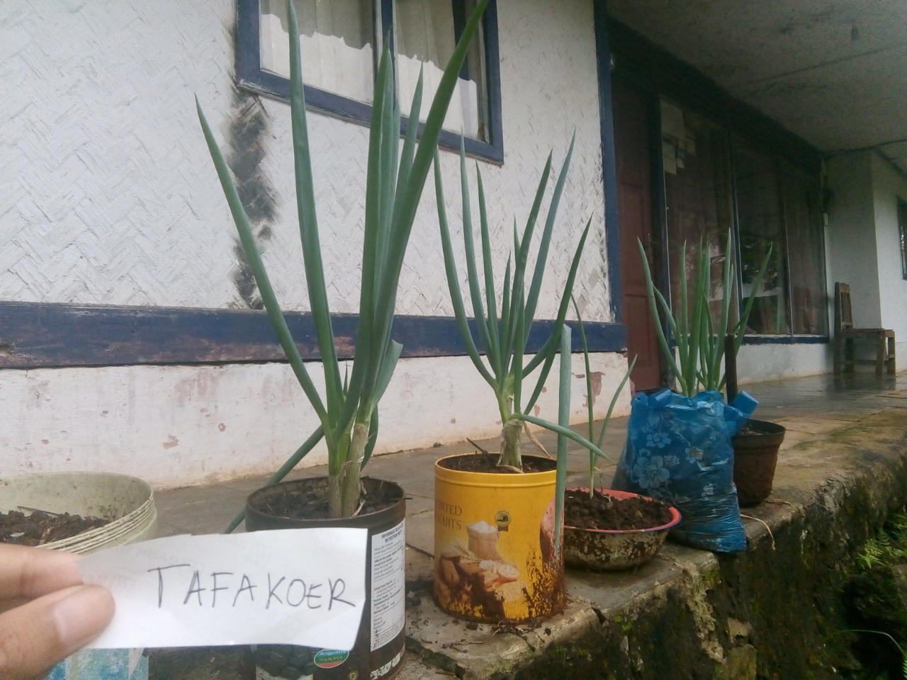 Memanfaatkan Limbah Rumah Tangga Untuk Media Pot Tanaman Sayuran