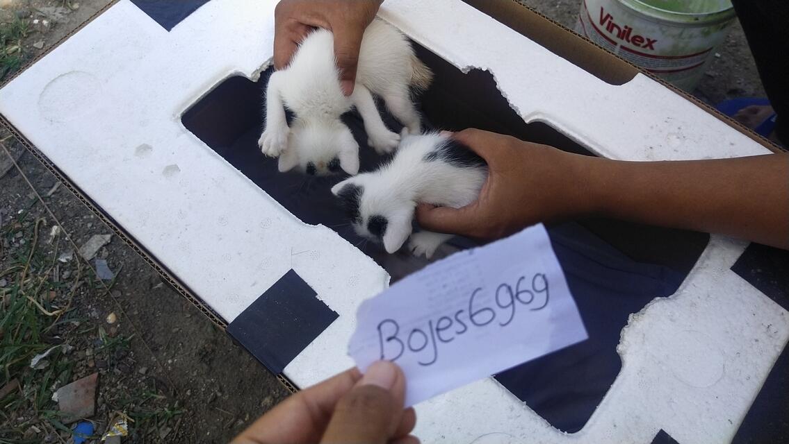 Bikin Kandang Kucing Sederhana Dari Kardus Bekas