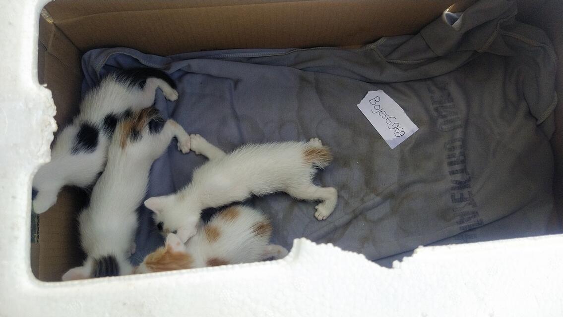 Bikin Kandang Kucing Sederhana Dari Kardus Bekas