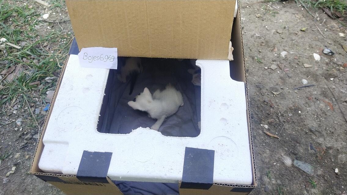 Bikin Kandang Kucing Sederhana Dari Kardus Bekas
