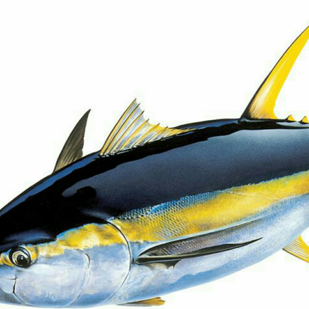Тунец Yellowfin