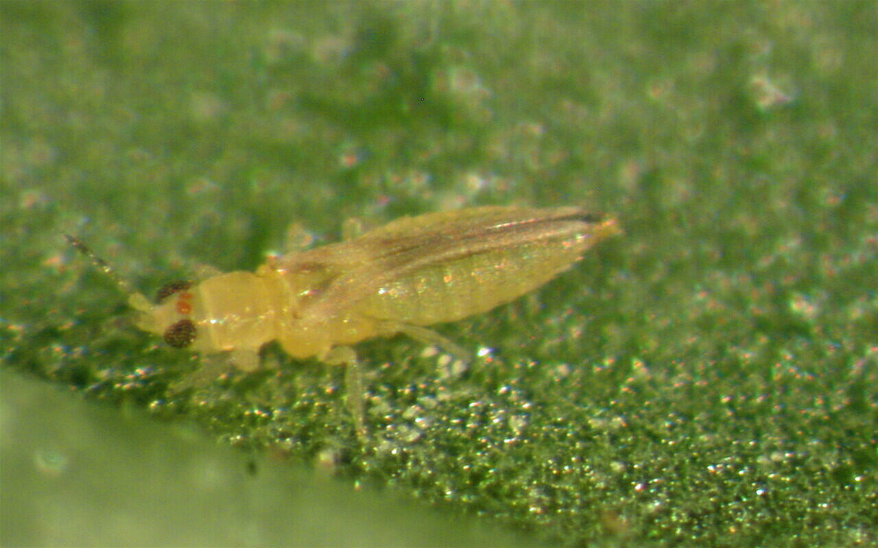 Pengendalian Serangan Hama Thrips