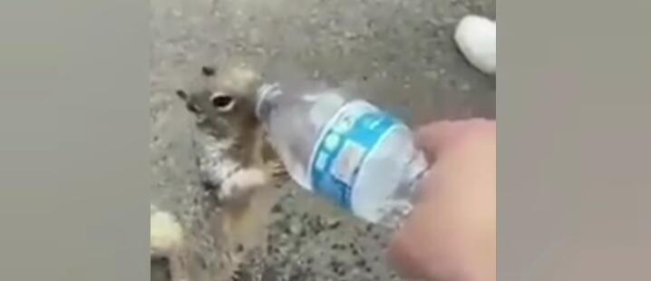 The Real Alvin Chipmunk, Seekor Tupai Meminta Minum Pada Manusia! Bukan Siluman Kan?