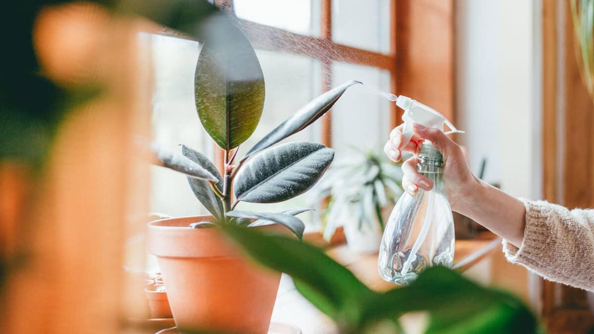 Saking Minimalis Perawatannya, Tanaman Hidup Ini Seperti Palsu