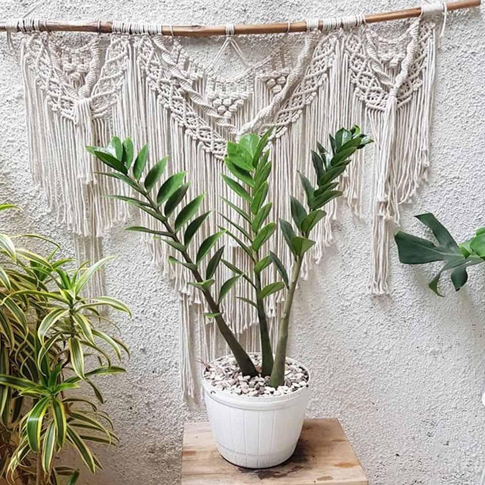 Saking Minimalis Perawatannya, Tanaman Hidup Ini Seperti Palsu