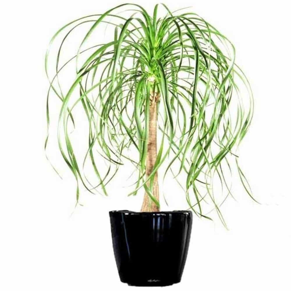 Saking Minimalis Perawatannya, Tanaman Hidup Ini Seperti Palsu