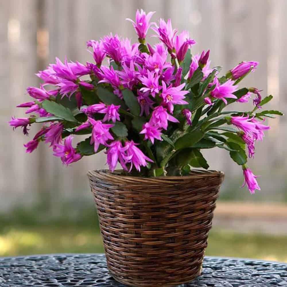 Saking Minimalis Perawatannya, Tanaman Hidup Ini Seperti Palsu