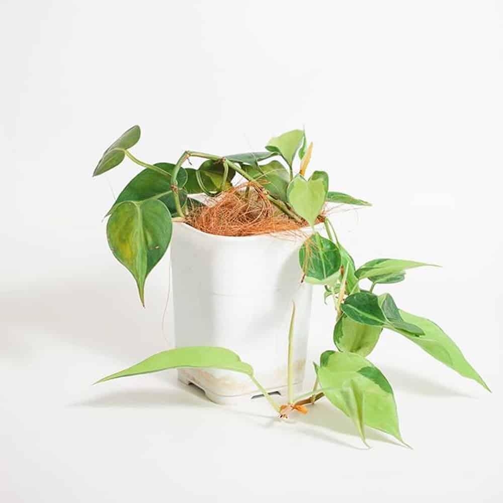 Saking Minimalis Perawatannya, Tanaman Hidup Ini Seperti Palsu