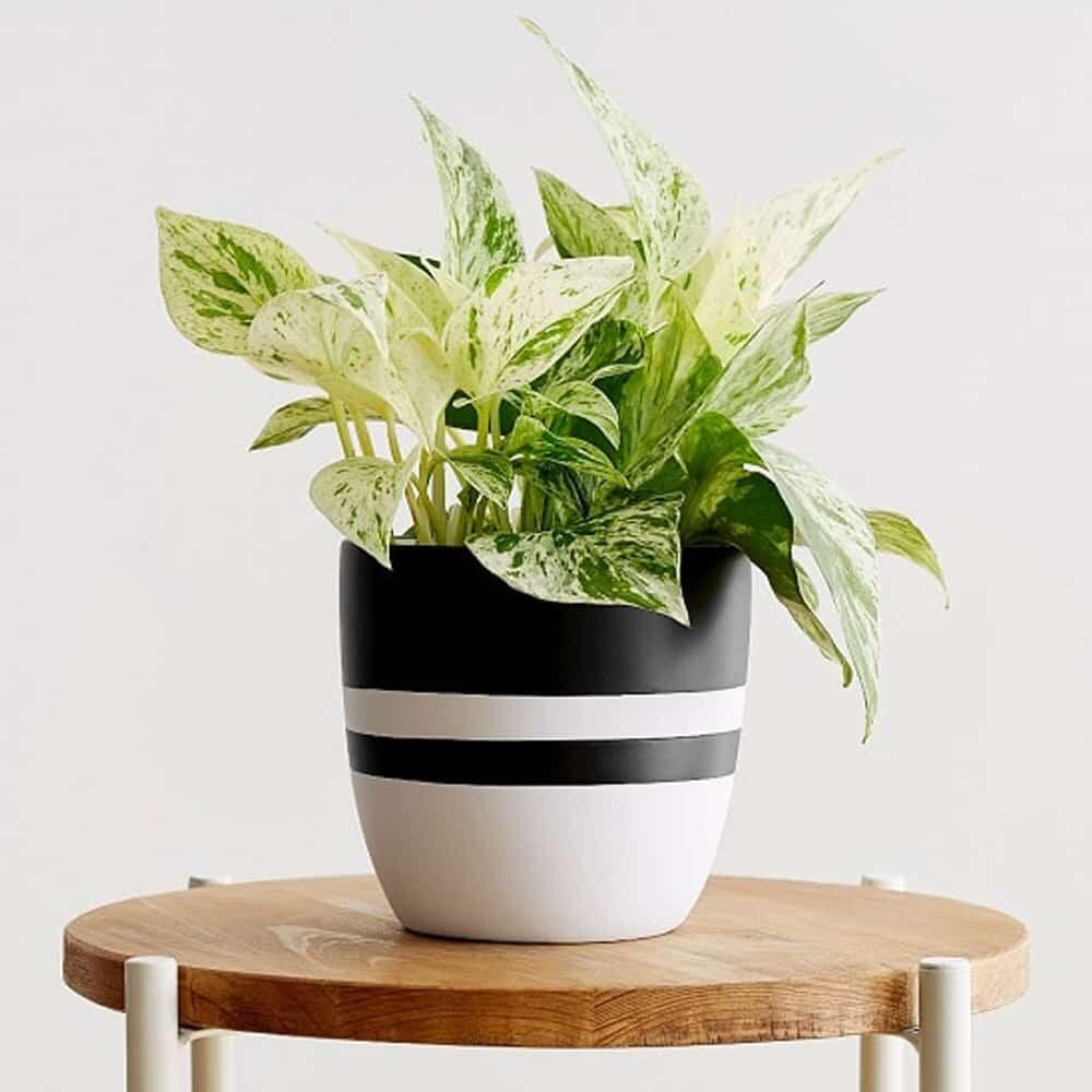 Saking Minimalis Perawatannya, Tanaman Hidup Ini Seperti Palsu