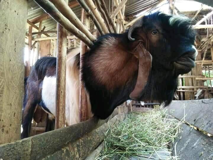 Hari Raya Idul Adha 1441 H
