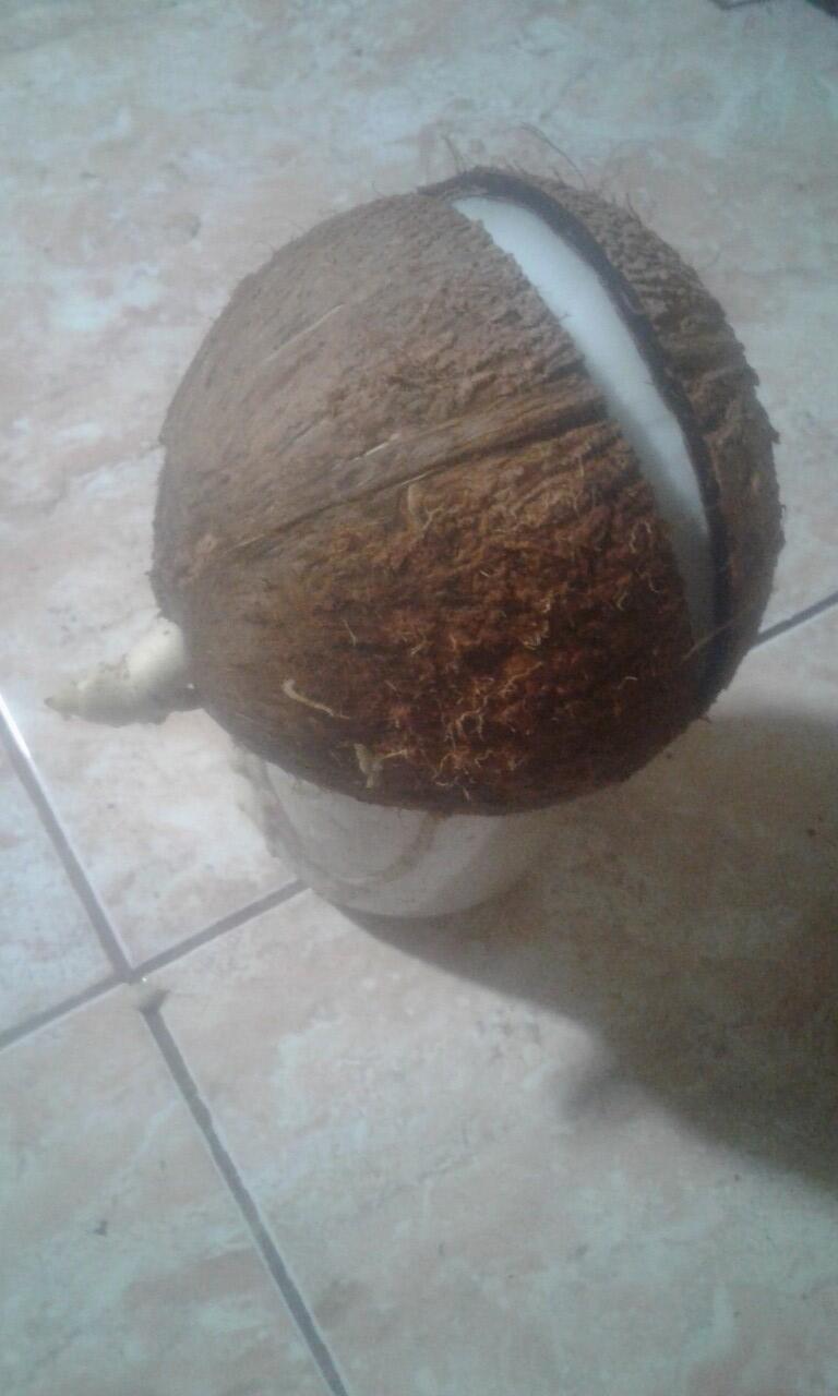 Bonsai Kelapa Pecah, Bagi pengalaman donk Master?