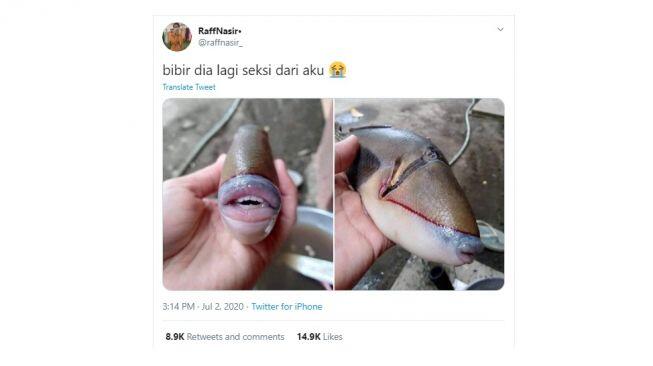 Heboh, Ikan Punya Bibir dan Gigi seperti Manusia