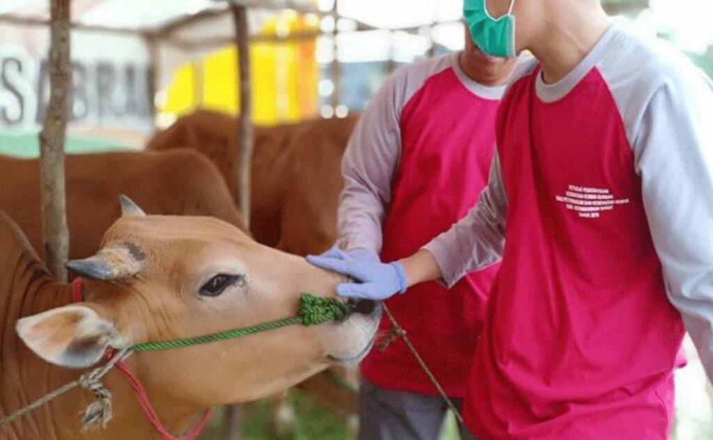 Penting Gaes! Ini Panduan Pelaksanaan Kurban di Era New Normal