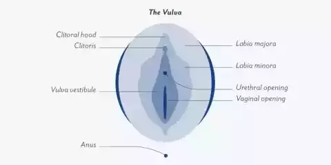 Ini 5 Fakta Gila Tentang Vagina Yang Tidak Akan Kalian Percaya