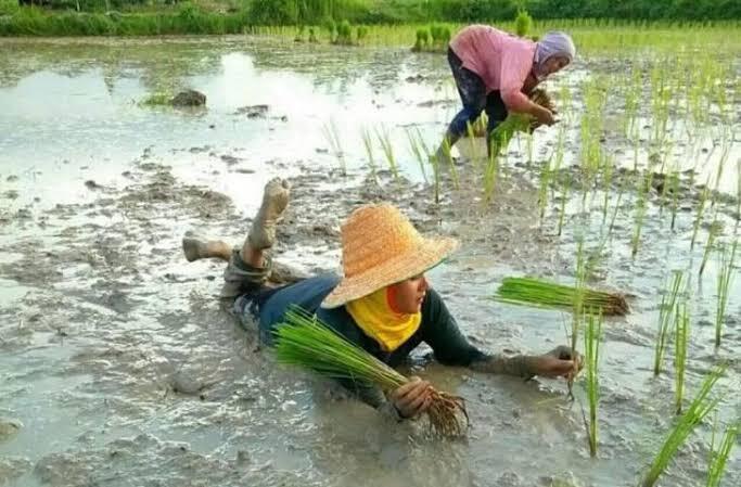 Penemuan Alat Yang Sangat Bergina Bagi Pertanian Indonesia|Petani Indonesia Jaya