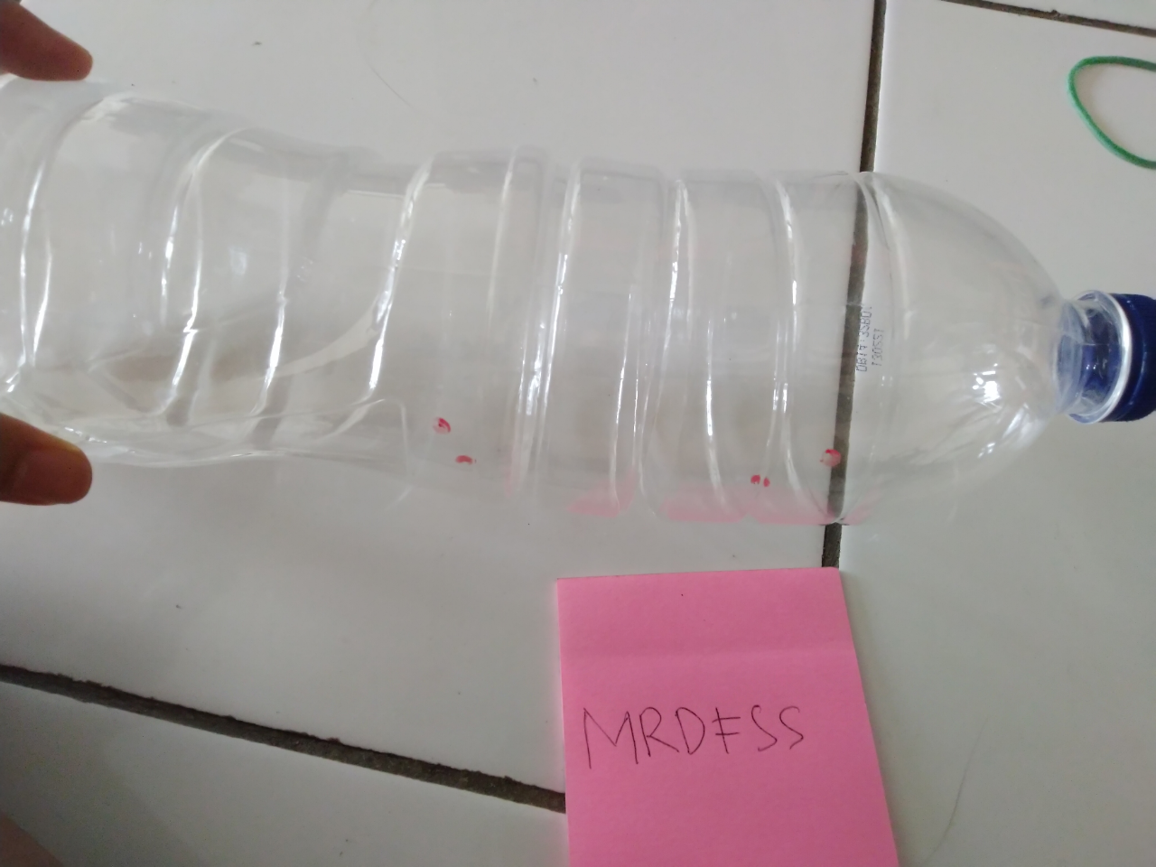 DIY Lifehack, Bikin Jebakan Tikus Modal Botol Plastik Bekas, Dijamin Ampuh!