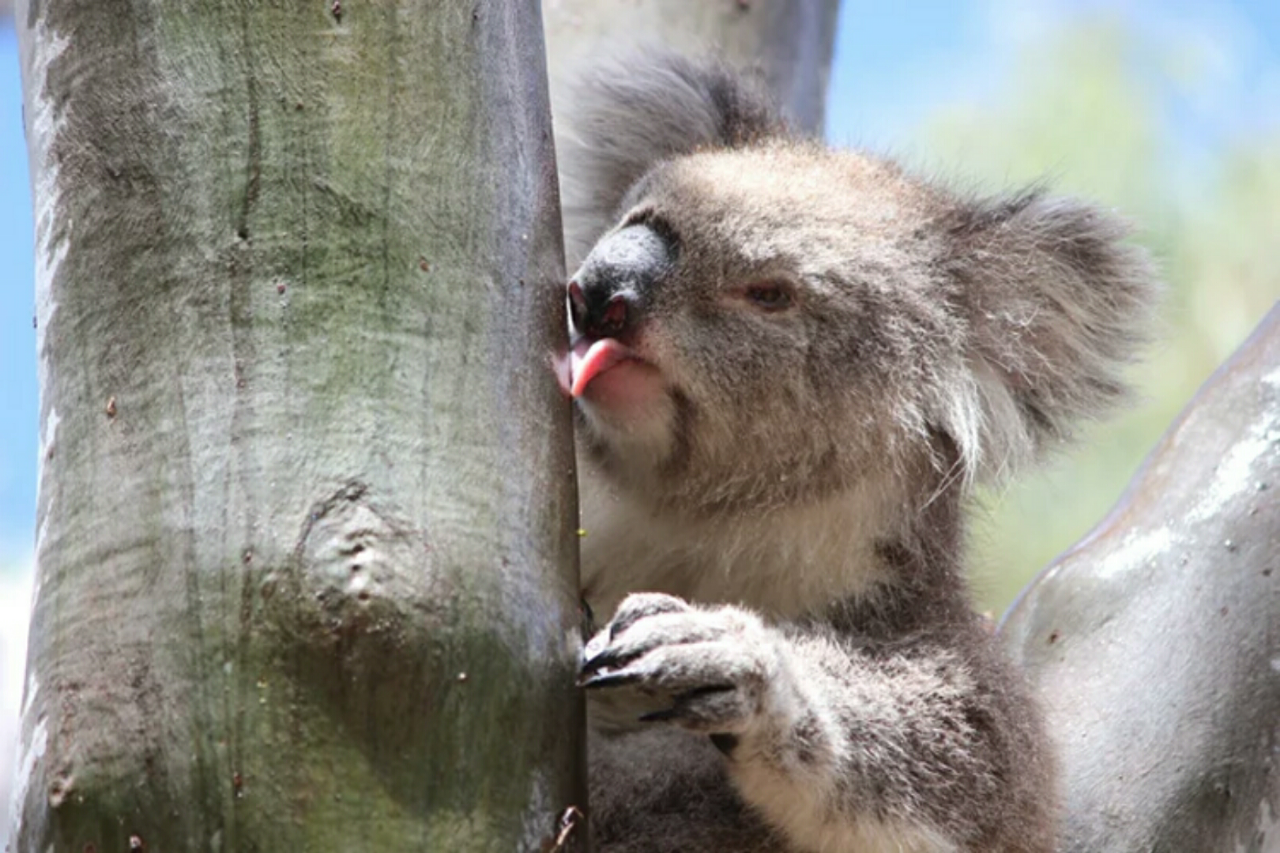 Koala, Makhluk Menggemaskan yang Seluruh Hidupnya Hanya Untuk Tidur! 