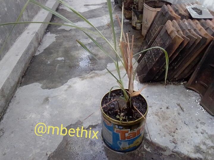 &#91;DIY Life Hacks&#93; Bila Kaleng Roti Berisi Tanaman, Harga Sayur Naik ga Masalah!