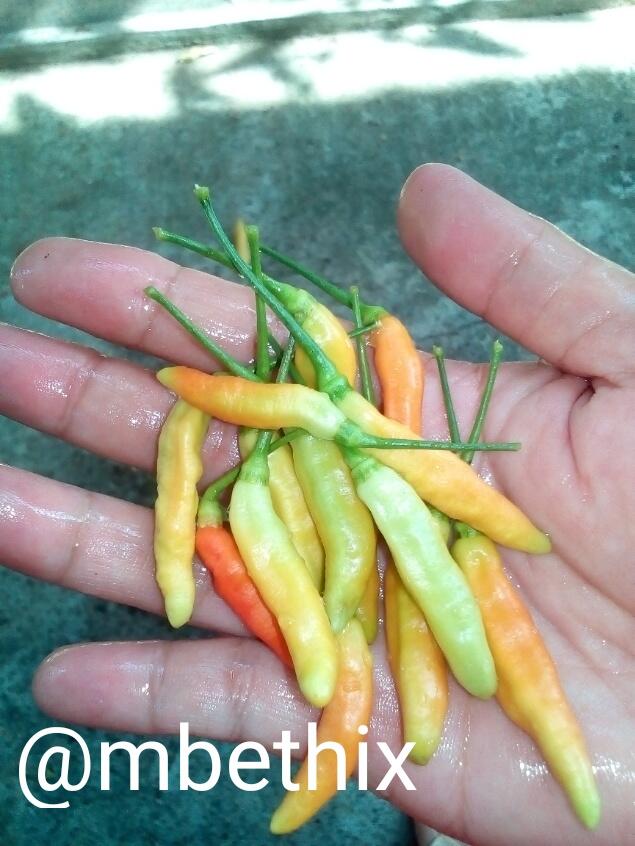 &#91;DIY Life Hacks&#93; Bila Kaleng Roti Berisi Tanaman, Harga Sayur Naik ga Masalah!