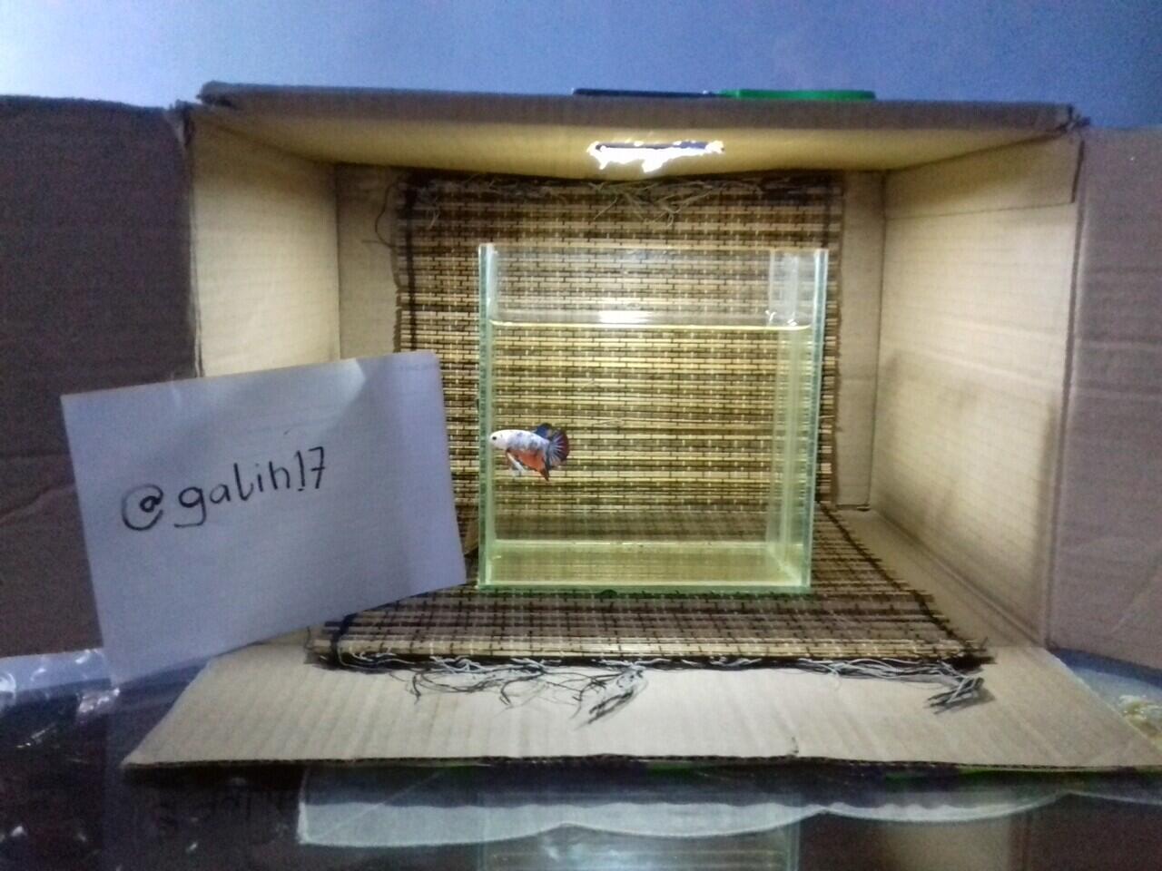 Membuat studio mini sederhana untuk memotret ikan