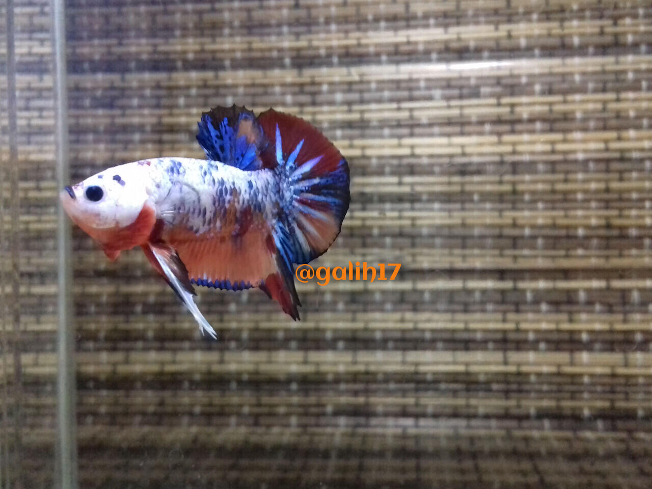 Membuat studio mini sederhana untuk memotret ikan