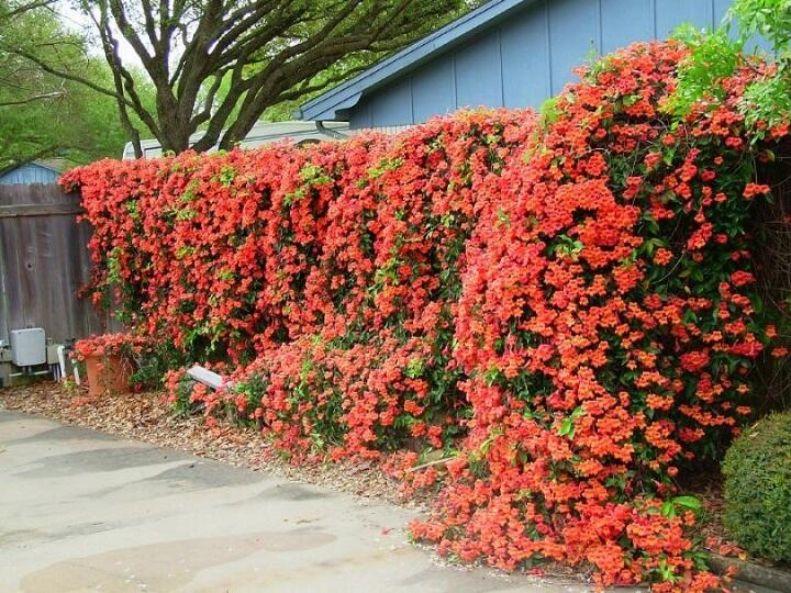 10 Tanaman Hias Rambat Berbunga Cantik Untuk Pagar Rumah