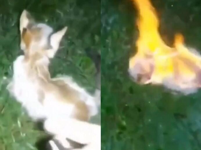 Pelaku Pembakar Anak Kucing Hidup-hidup Lagi Diburu, Penemunya Bakal Diberi Hadiah!