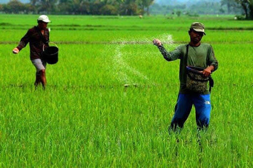 Rajin Menanam di Masa Pandemi