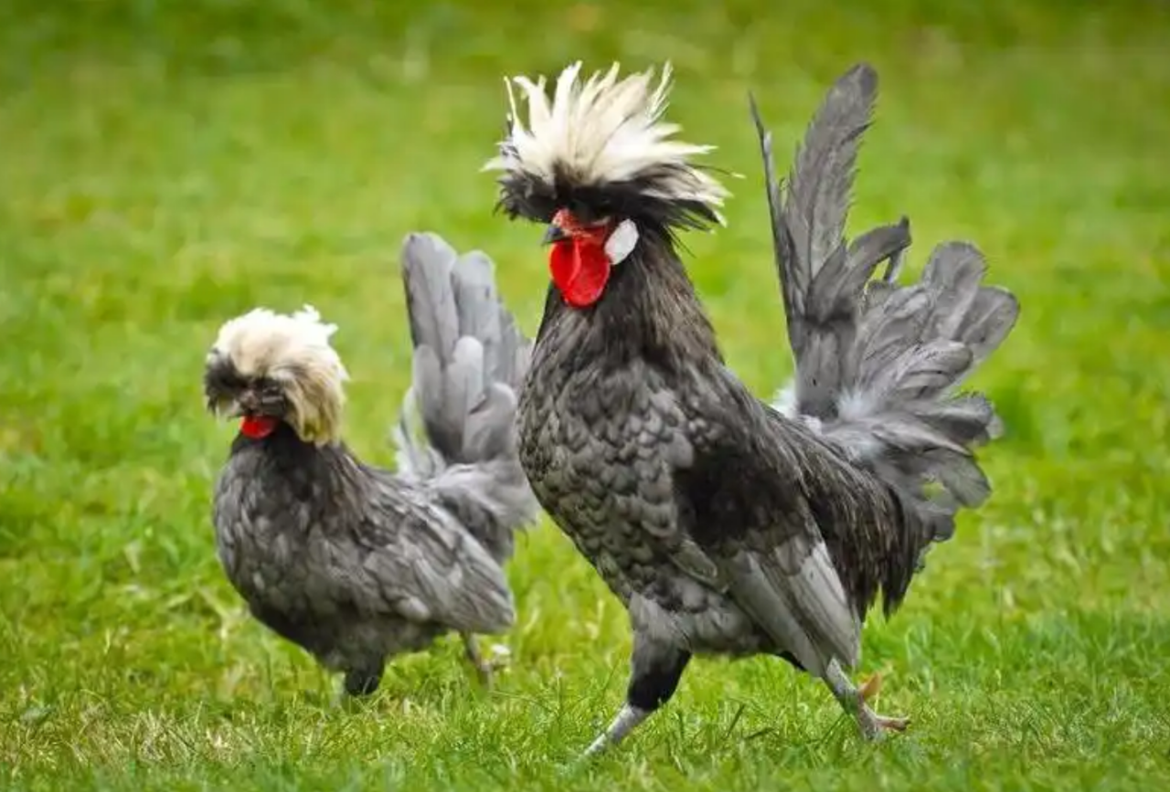 Kalo Ditanya Bedanya Ayam Kampung Dengan Negeri, Ini Yang Musti Agan Jawab