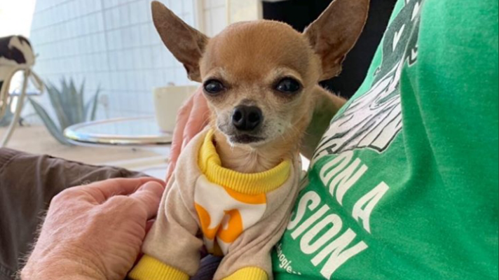 If you have a Chihuahua dog, consider these tips