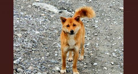 Mengenal Anjing Langka Pegunungan Papua, Mirip Rubah dan Hampir Punah