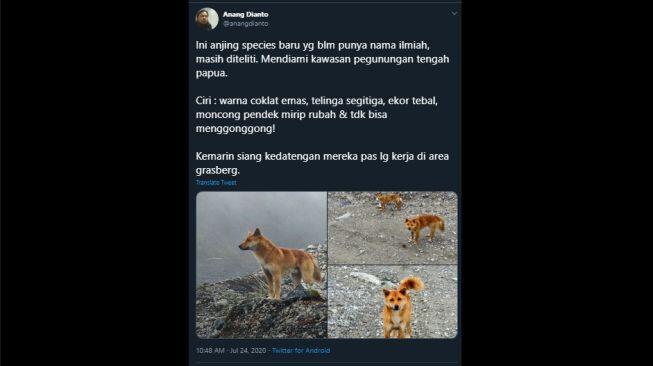 Mengenal Anjing Langka Pegunungan Papua, Mirip Rubah dan Hampir Punah