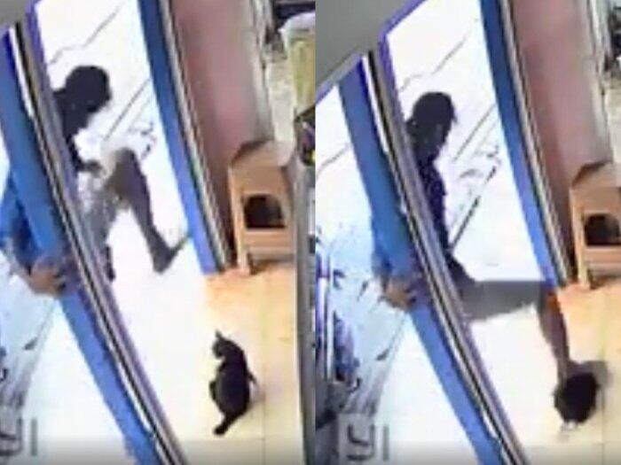 Viral Video Kucing Hamil Diinjak Pria Biadab hingga Mati