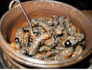 Kuliner Ekstrim, Mau Melahap nya. Ini 6 jenis makanannya: km,