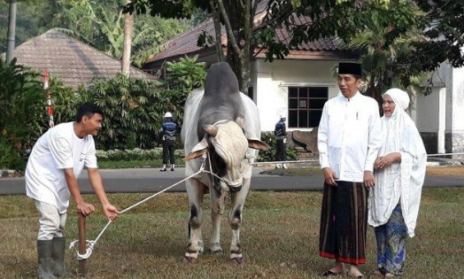 Agar Tidur Nyenyak, Sapi Kurban Jokowi Diberi Karpet Rp2 Juta dan Setiap Malam...