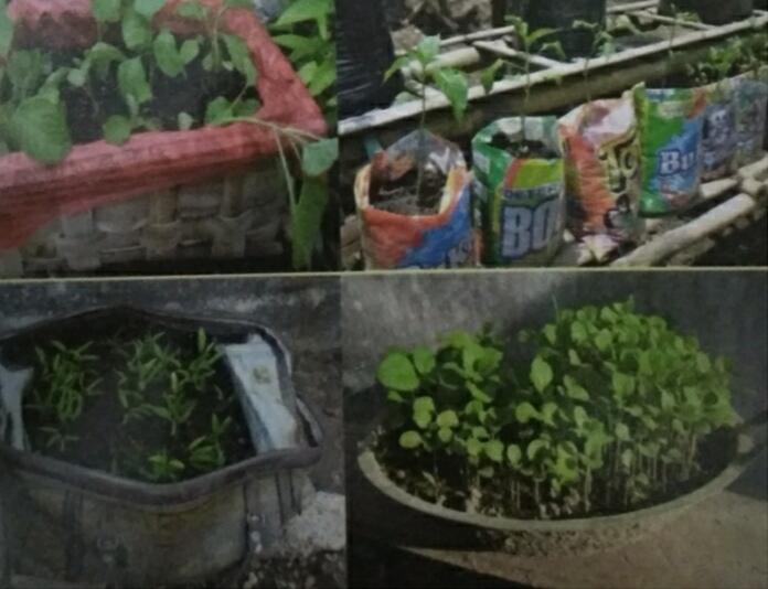 Mengoptimalkan Pekarangan Rumah.