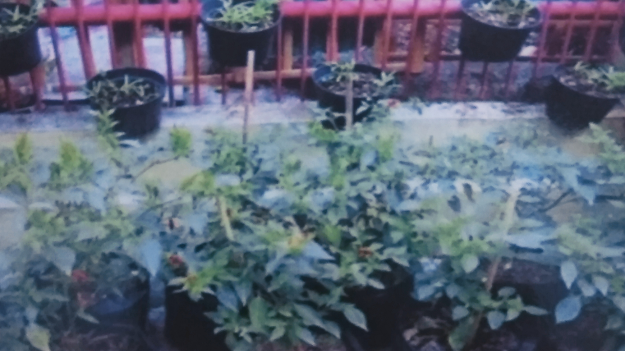 Mengoptimalkan Pekarangan Rumah.