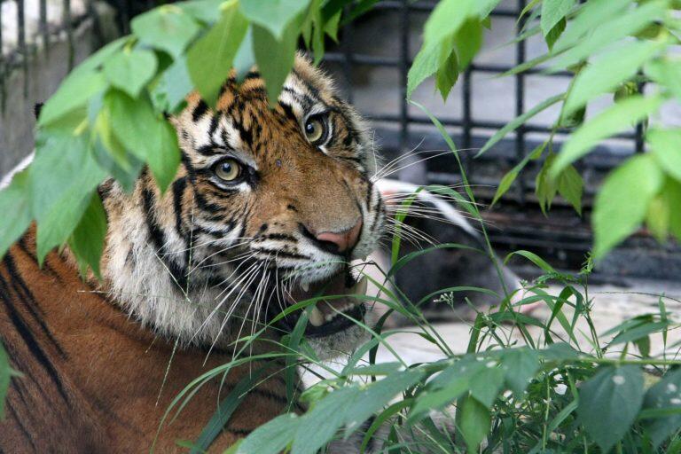 Selamat Hari Harimau! Ini 5 Fakta Si Belang yang Harus Kamu Tahu