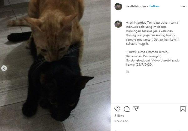 Heboh Kucing Homo di Sumatera Utara, Jantan ‘Makan’ Jantan