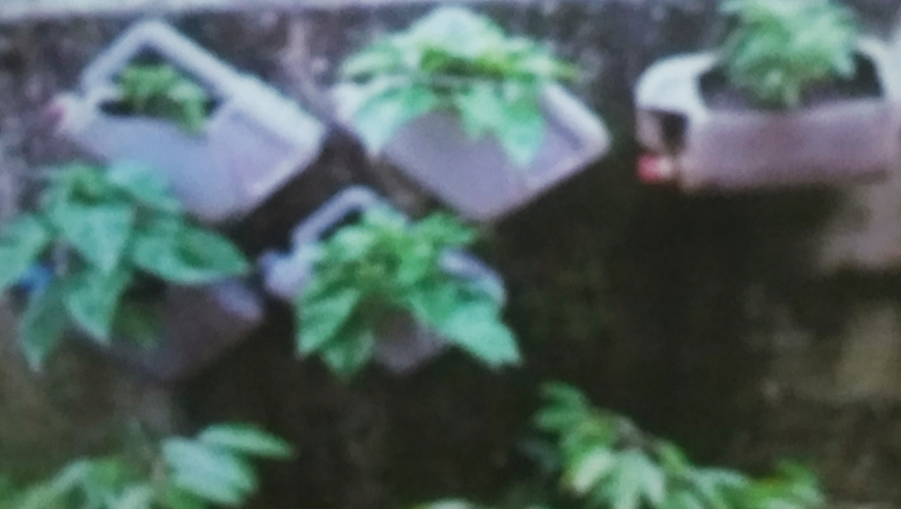 Mengoptimalkan Pekarangan Rumah.