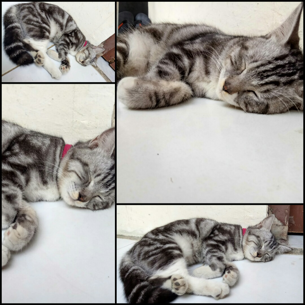 Bela & Wono, Semoga Kita Berjumpa Kembali