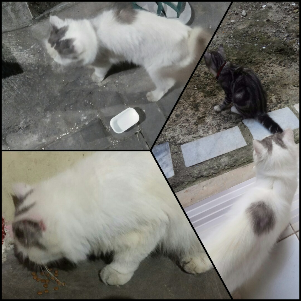 Bela & Wono, Semoga Kita Berjumpa Kembali