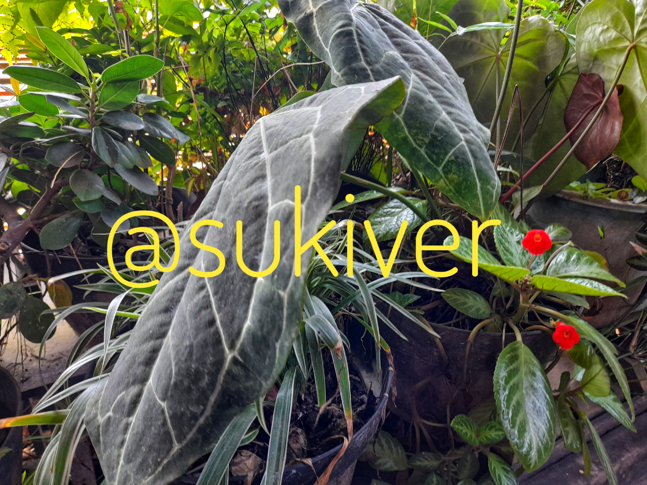 kaskus-image