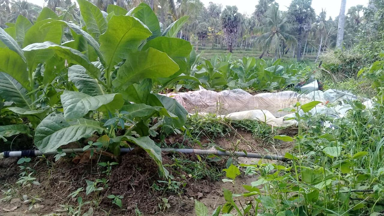Harga Tembakau Akan Semakin Meroket ?