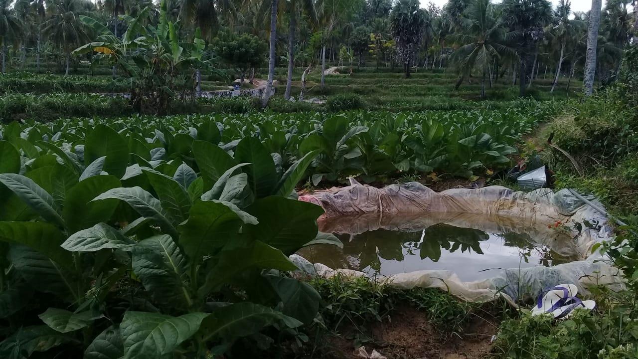 Harga Tembakau Akan Semakin Meroket ?