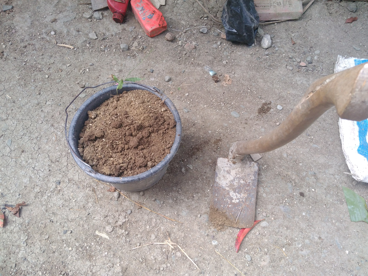 Do It Yourself (DIY) Cara Menanam Pohon yang Praktis dan Murah Meriah
