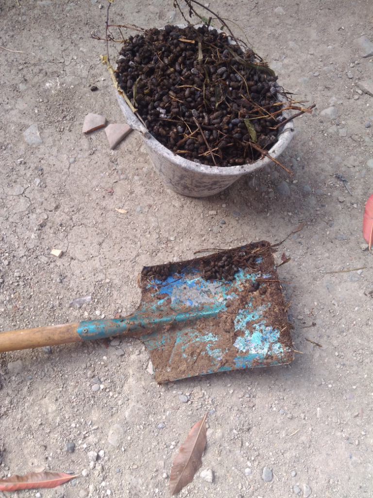 Do It Yourself (DIY) Cara Menanam Pohon yang Praktis dan Murah Meriah