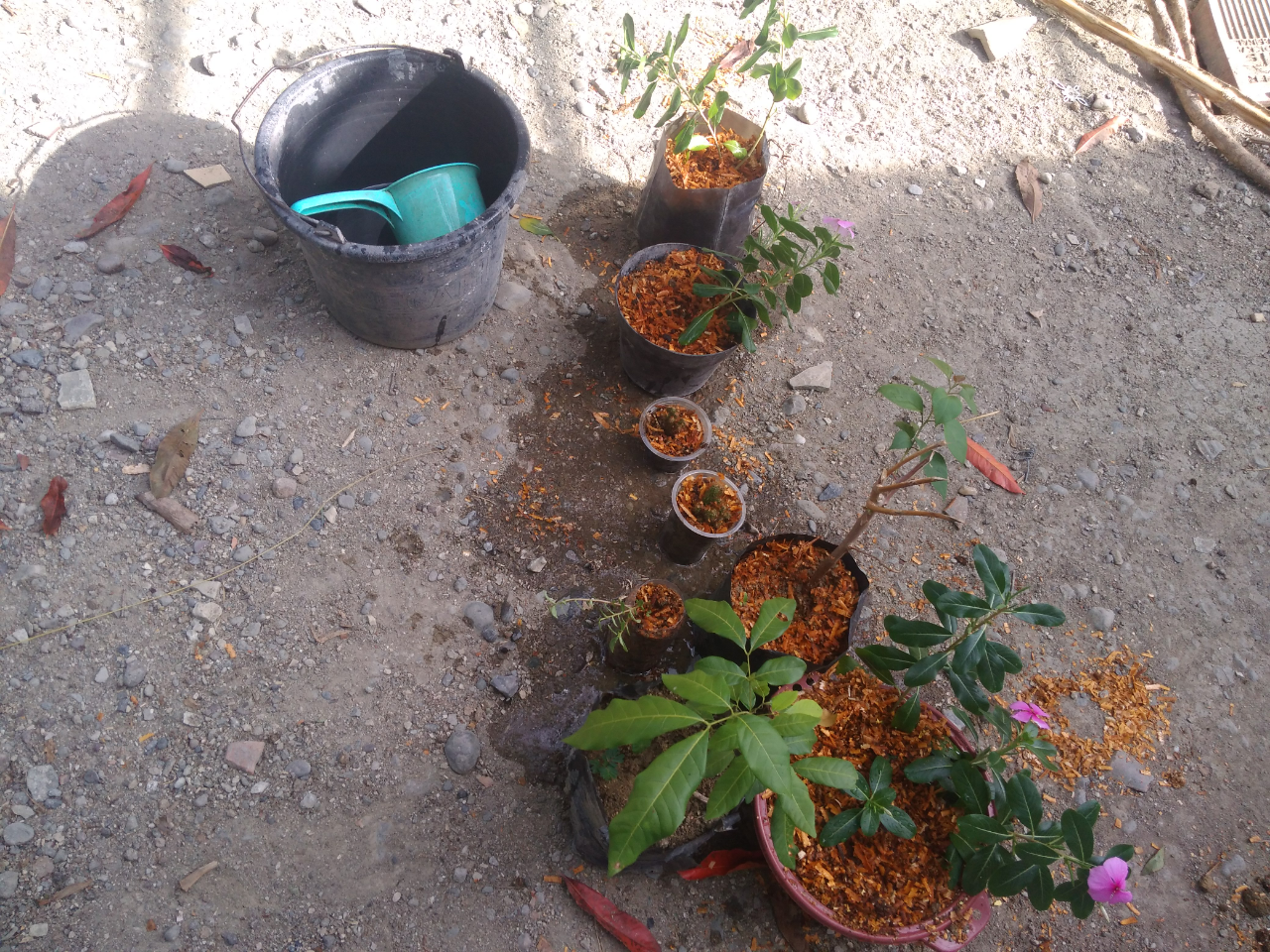 Do It Yourself (DIY) Cara Menanam Pohon yang Praktis dan Murah Meriah