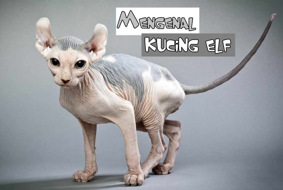 Mengenal Kucing Gundul dengan Telinga Melengkung, Kucing ELF