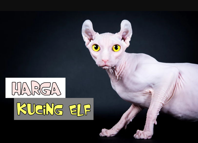 Mengenal Kucing Gundul dengan Telinga Melengkung, Kucing ELF  KASKUS